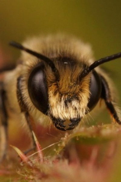 Buzz Bee