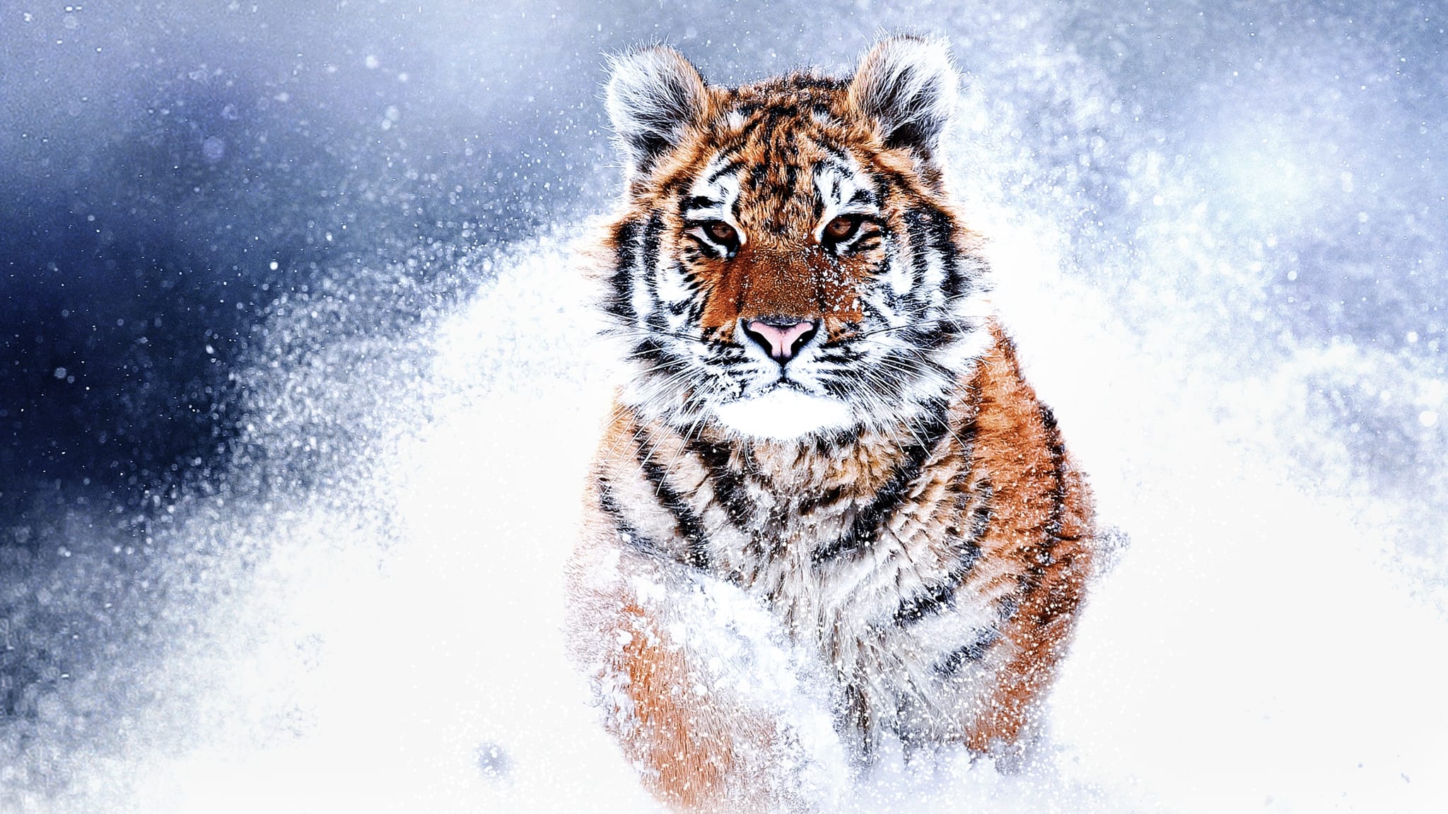 Russia's Wild Tiger 2022